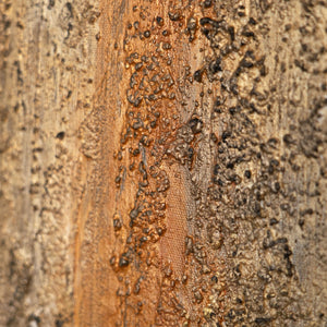 Abstrakte Texturmalerei in Braun und Rostorange, moderne Wandkunst